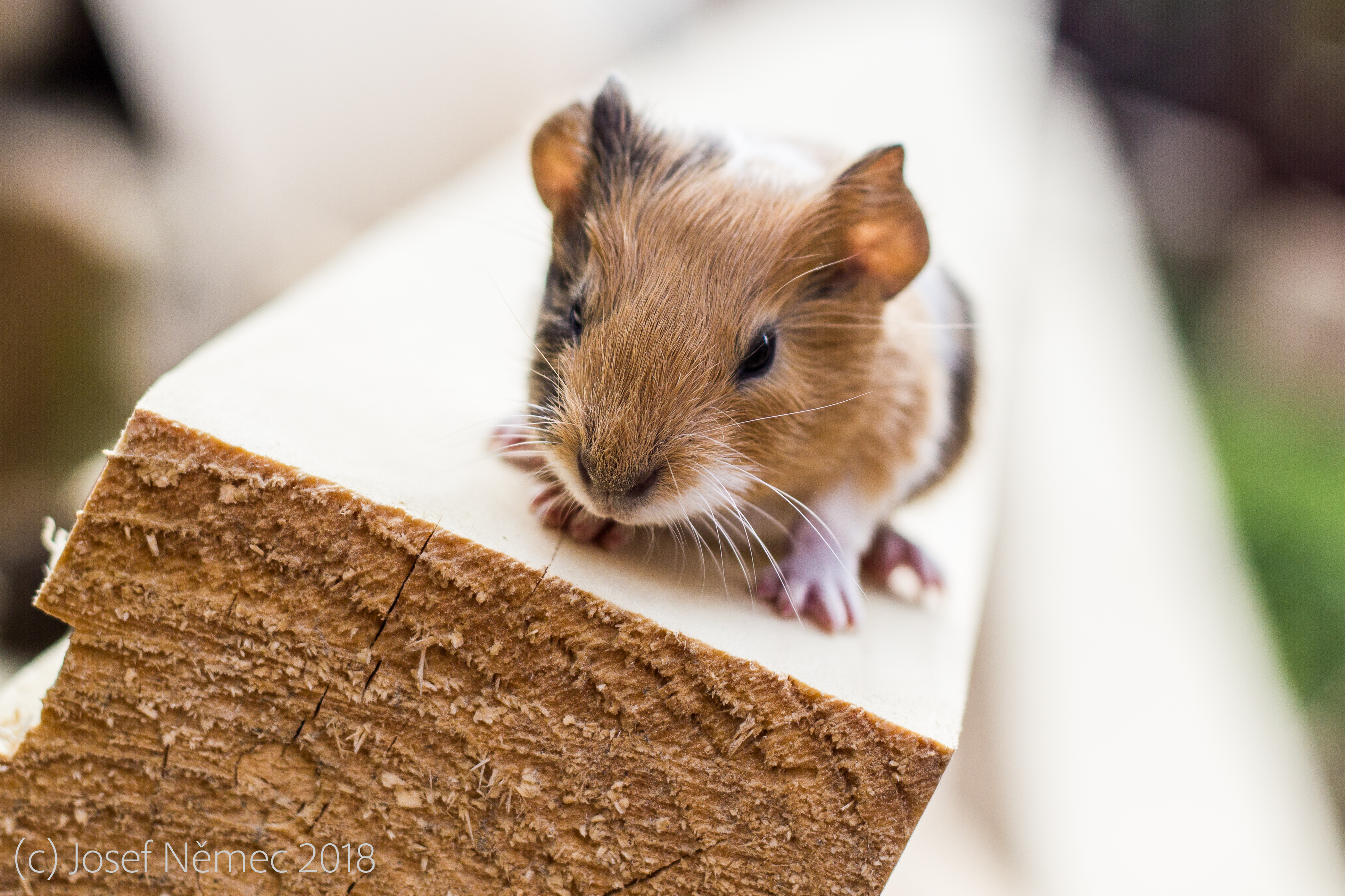 Azyl pro Hluché pejsky